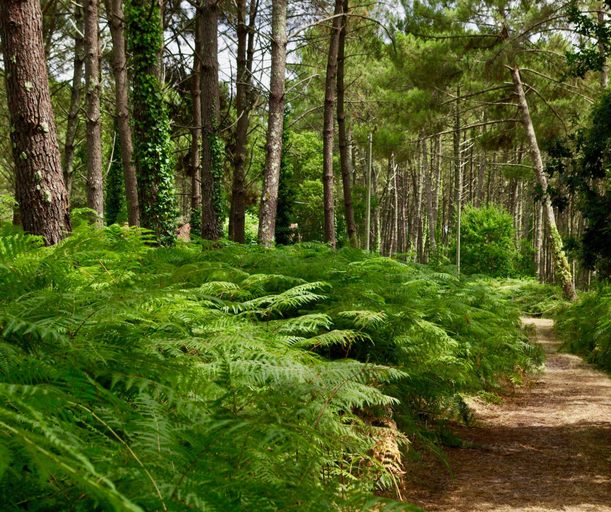 Miscellaneous 5, Cottage PARKS Sen Yan - Village Tropical, Landes
