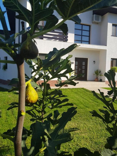 Others 3, Casa Preda, Agigea