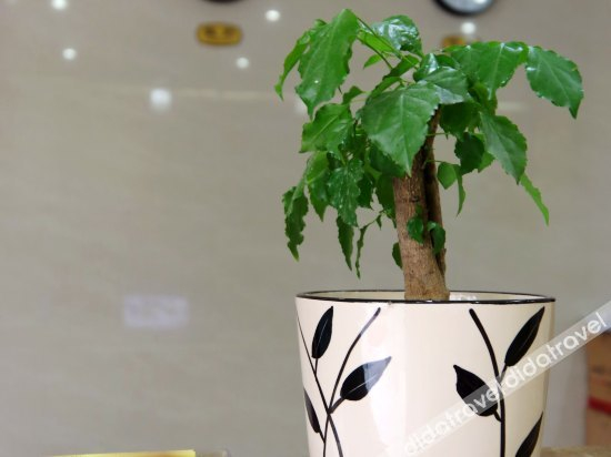 Food & Drinks 1, Xinjia Boutique Hotel, Putian