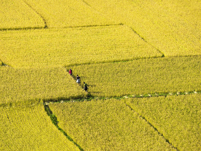 Others 3, Le Méridien Paro, Riverfront, Shapa