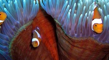 Others 3, Reef Encounter, Cairns