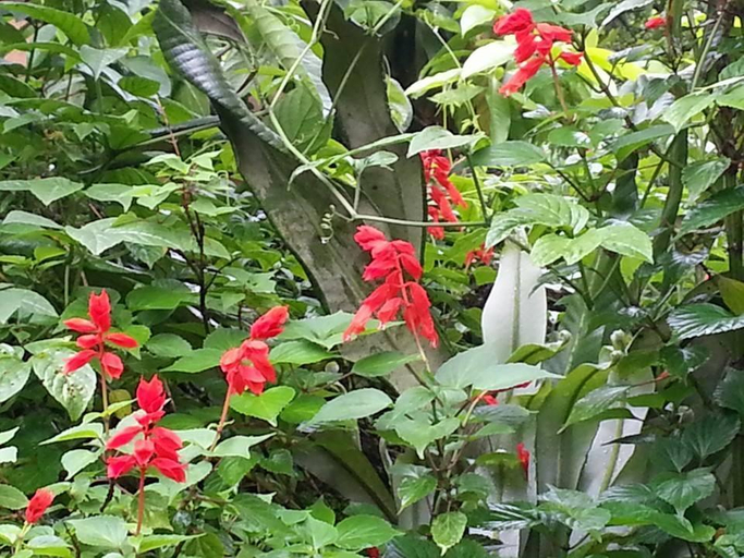 Garden, Stone Garden Resort & Spa, Sa Pa
