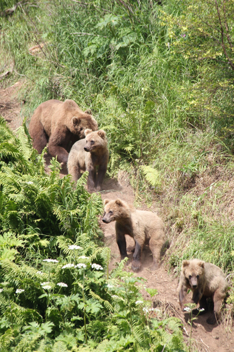Others 2, Great Alaska Adventures Lodge, Kenai Peninsula