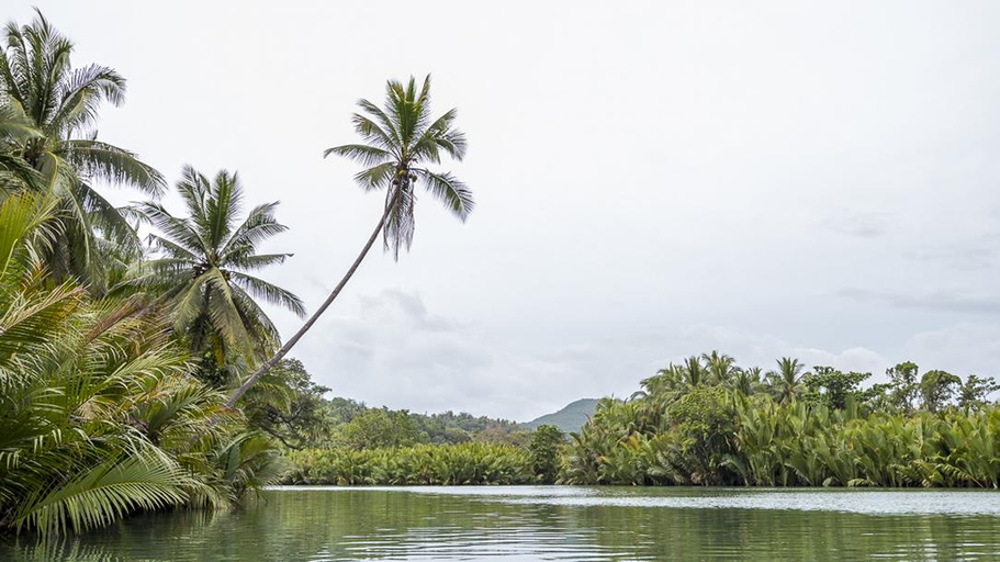 Exterior & Views, Water To Forest Ecolodge, Loboc