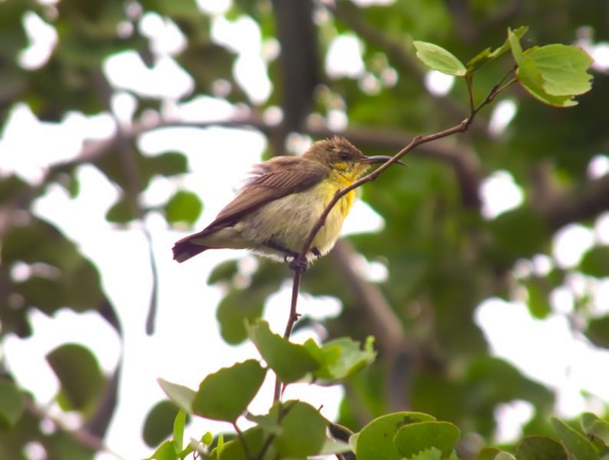 Others 5, Heina Nature Resort & Yala Safari, Katharagama