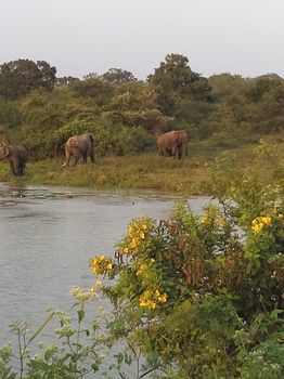 Others 3, Jungle House Yala, Thissamaharama
