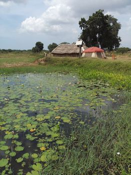 Others 5, Jungle House Yala, Thissamaharama