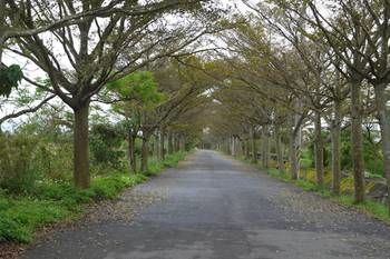 Others 5, Waterbirds Family, Yilan