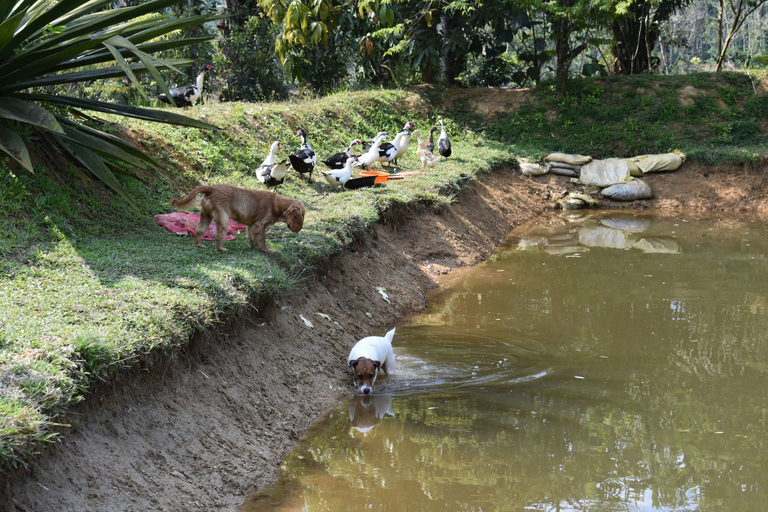 Pet-friendly 4, Wetland Homestay & Camping, Kodagu