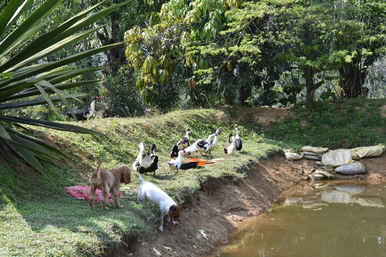 Miscellaneous 2, Wetland Homestay & Camping, Kodagu