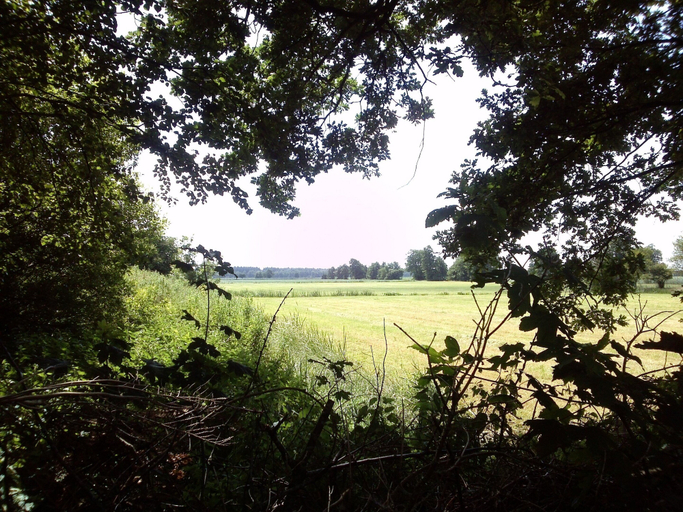 View from property 3, Quaint Farmhouse in Waskemeer near Forest, Ooststellingwerf