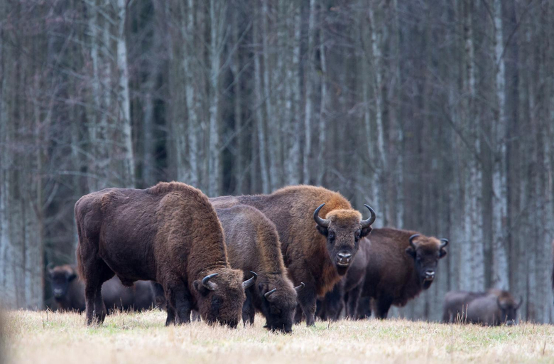 Others 2, Bialowieski Raj, Hajnówka