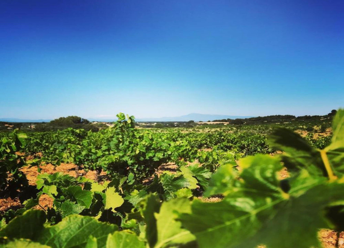 View from property 4, Villa Alba: Sunlit Comfort in Lirac, Gard