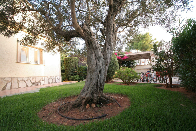 Garden, Villa Steps From the Sea, Alicante
