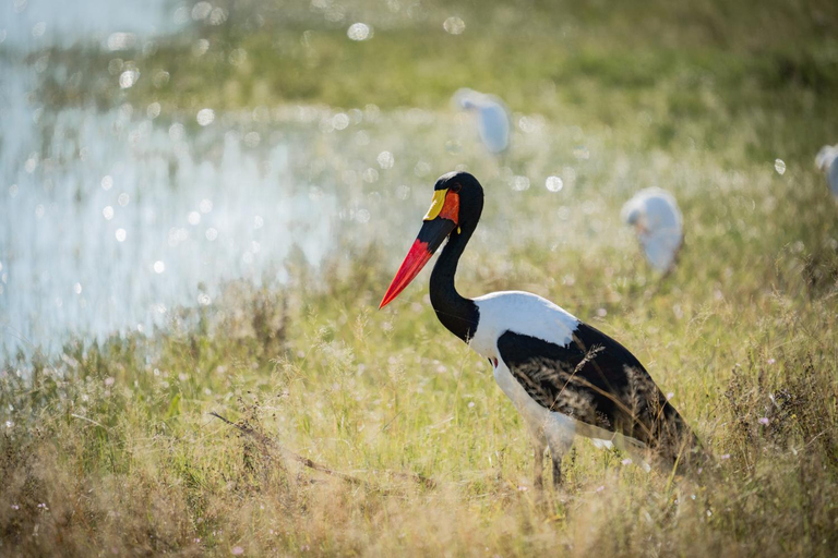 Attractions 1, Divava Okavango, Mukwe