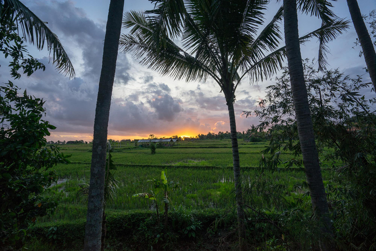 Others 3, Green Field Corner (Gefecon) Ubud, Gianyar
