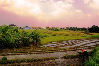 Others 3, Grandpa Guest House, Badung