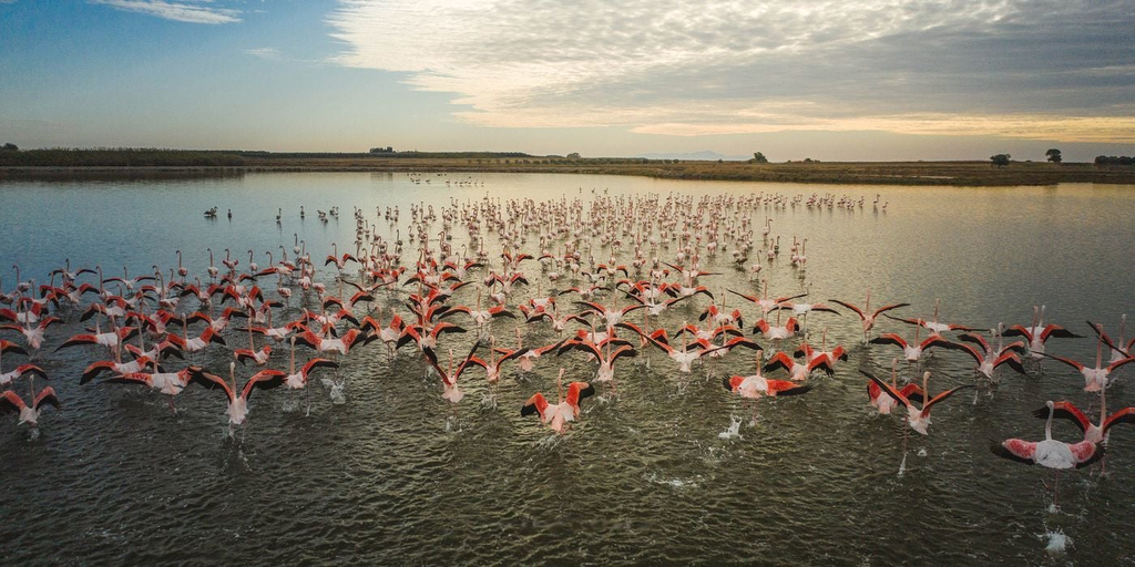 Miscellaneous, Evita Flamingo, South Aegean