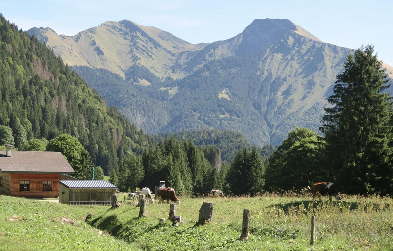 Others 5, Entre les Arbres, Haute-Savoie