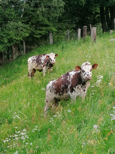 Others 3, Bamerhof, Zell am See