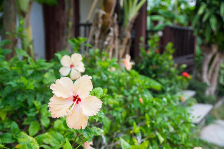 Others 4, Weekender Bungalow, Ko Samui