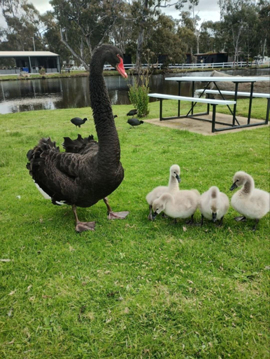 Others 5, Stawell Grampians Gate C & C Park, S. Grampians Bal