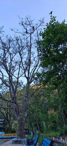 Sport & Beauty 5, The Wooden Umbrella Near Kaichi Dhaam, Nainital