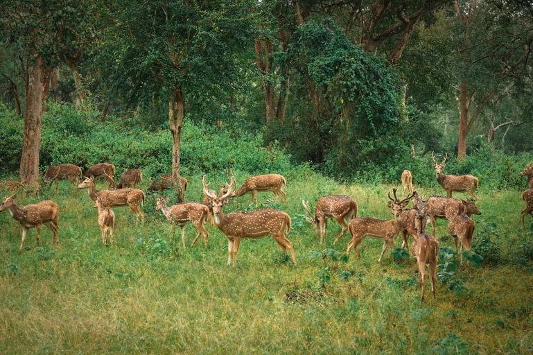 Others 3, The Wild Forest Resorts, The Nilgiris