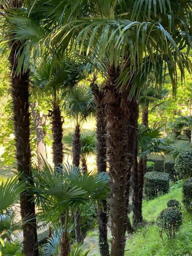 Property grounds 2, domaine de ribaute, Hérault