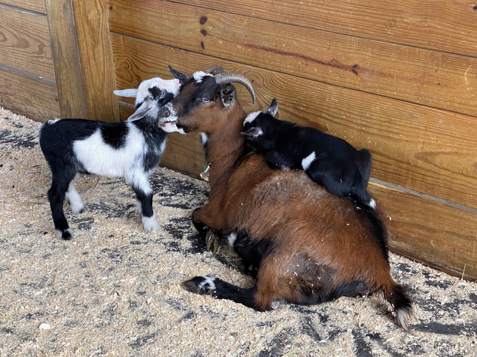 Miscellaneous 5, Hidden Valley Animal Adventure, Wyoming