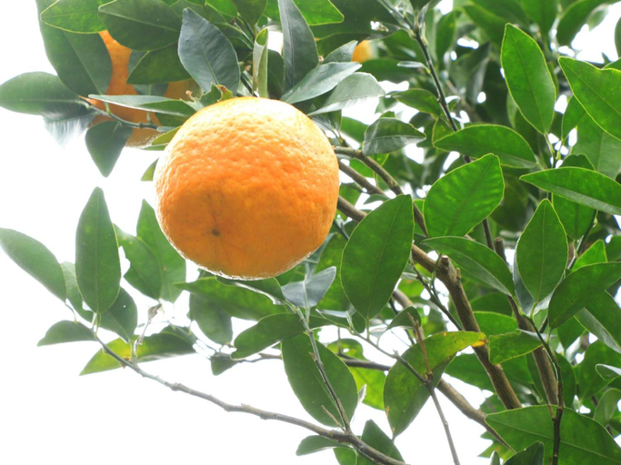 Food & Drinks 5, Hotel Auberge, Yakushima