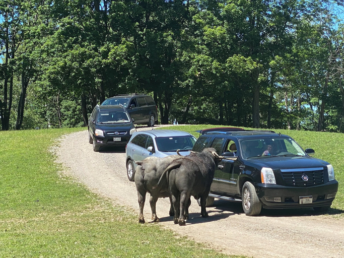Miscellaneous 3, Hidden Valley Animal Adventure, Wyoming