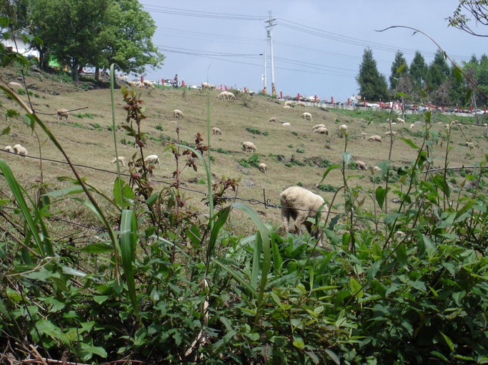 Others 4, Winlu Vacation Farm, Nantou