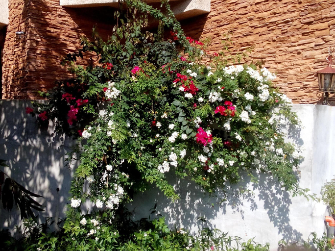 Others 5, No.58 Garden Bed and Breakfast, Hualien