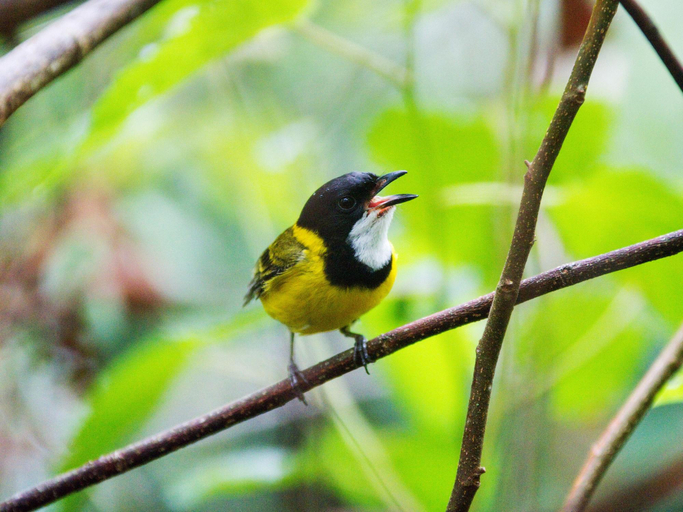 Others 1, Mt Glorious Getaways, Pine Rivers Bal