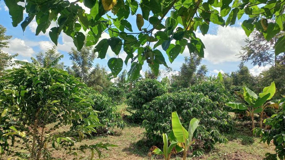 Others 4, Muga Eco Village, Igara