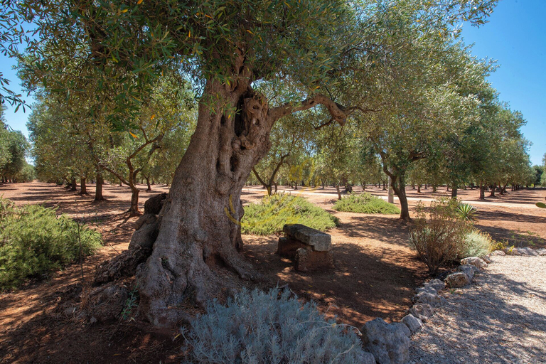 Garden 2, TD Lamia Porta Rossa, Countryside W/olive Trees, Brindisi