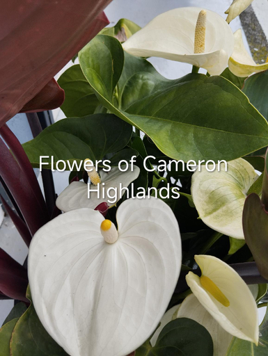 Food & Drinks 4, Lily Homestay Barrington Square Cameron Highlands., Cameron Highlands