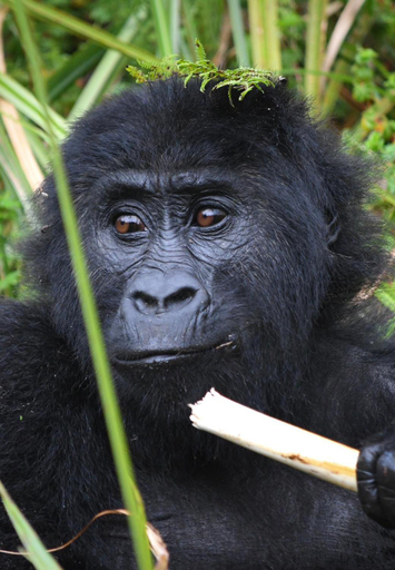 Others 3, Ubucuti Gorilla Lodge, Musanze