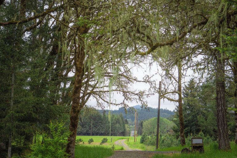 Land view from property, Darlingwood, Yamhill