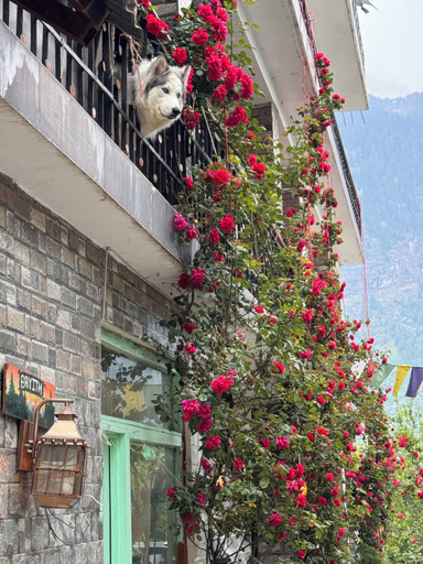 Exterior detail 3, Bayith by Vatish Delights, Kullu