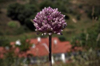 Others 5, Quinta Do Chocalhinho, Odemira