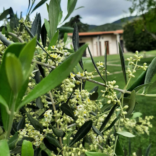 5, AgriturismoValbona, Grosseto