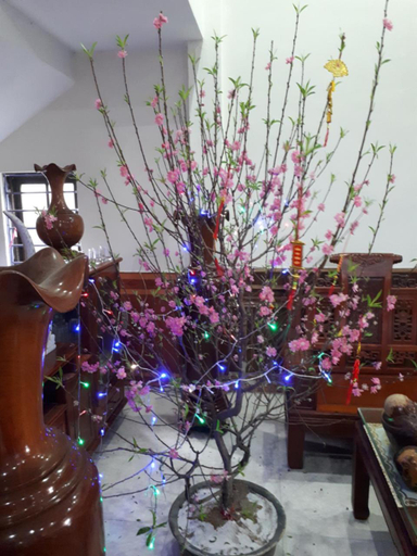 Others 5, Hotel Thanh Minh, Hướng Hóa