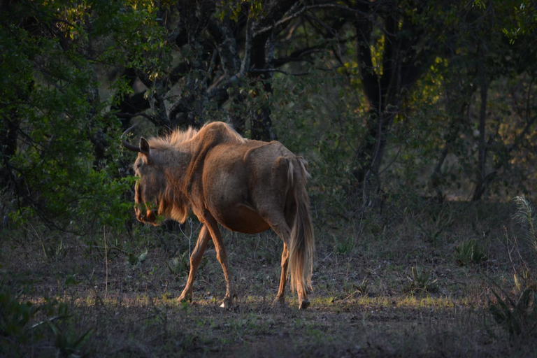 Others 3, Unathi Game Lodge, Bojanala