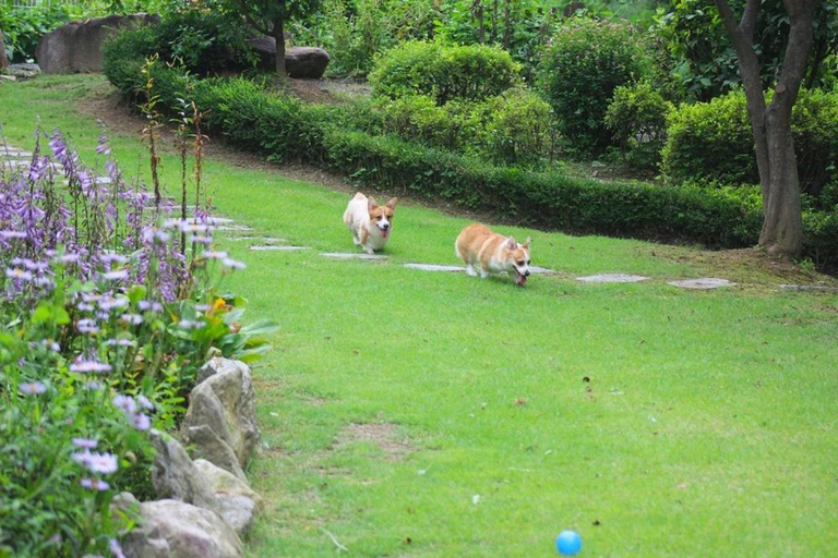 Others 2, Dorothy Valley Pension Yangpyeong, Hongcheon