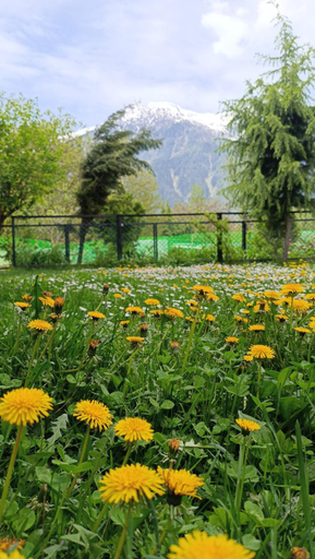 Others 5, Hotel king palace, Anantnag