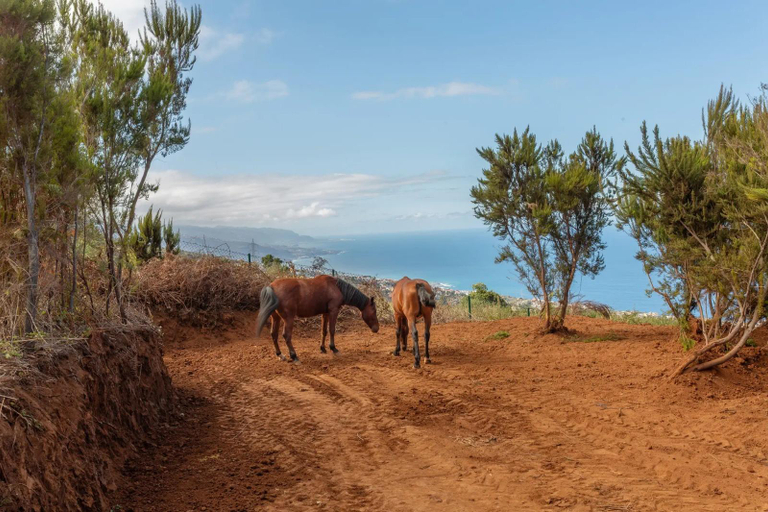 5, Charming Farmhouse Retreat in Santa Ursula, Tenerife, Santa Cruz de Tenerife