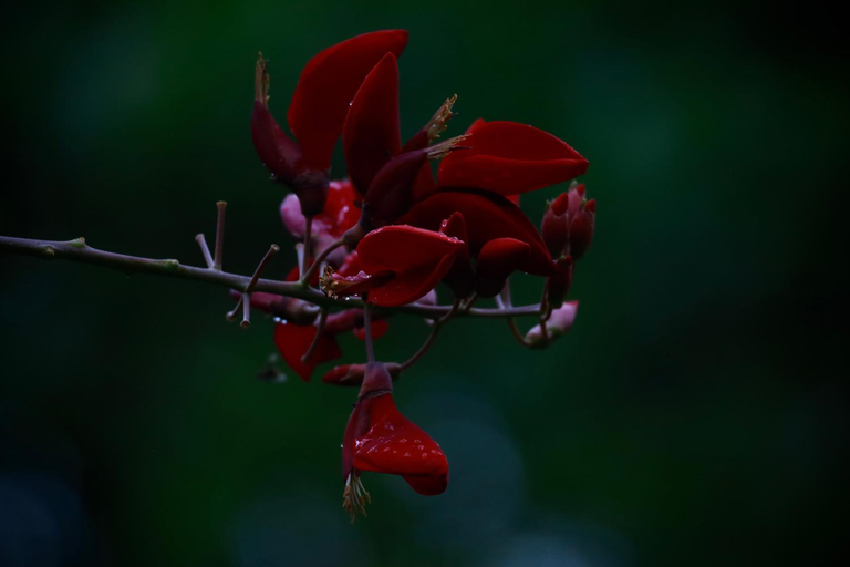 Others 4, Tropical Jungle lodge & Jungle trekking, Langkat