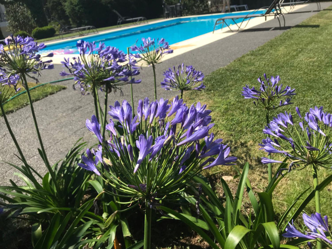 Swimming pool 2, Pinheirinhos - Quinta de Sao Caetano, Aguiar da Beira